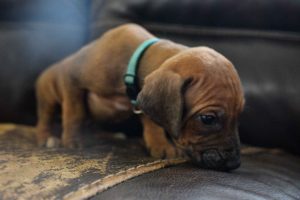 rhodesian-ridgeback-breeder-lightblue-4 rhodesian ridgeback puppies for sale austin texas 2025 litter light blue
