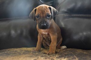 rhodesian-ridgeback-breeder-lightblue-5 rhodesian ridgeback puppies for sale austin texas 2025 litter light blue