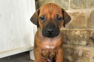 rhodesian-ridgeback-breeder-lightblue-6 rhodesian ridgeback puppies for sale austin texas 2025 litter light blue
