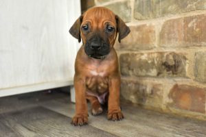 rhodesian-ridgeback-breeder-lightblue-7 rhodesian ridgeback puppies for sale austin texas 2025 litter light blue