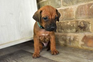 rhodesian-ridgeback-breeder-lightblue-8 rhodesian ridgeback puppies for sale austin texas 2025 litter light blue
