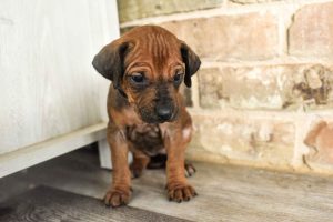 ridgeback puppies for sale austin texas 2025 litter orange ridgeback puppies for sale austin texas 2025 litter orange