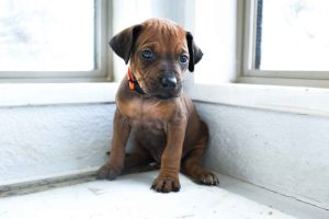 ridgeback puppies for sale austin texas 2025 litter orange ridgeback puppies for sale austin texas 2025 litter orange