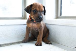 ridgeback puppies for sale austin texas 2025 litter orange ridgeback puppies for sale austin texas 2025 litter orange