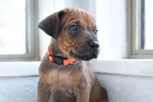 ridgeback puppies for sale austin texas 2025 litter orange ridgeback puppies for sale austin texas 2025 litter orange