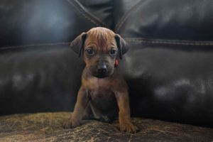 ridgeback puppies for sale austin texas 2025 litter orange ridgeback puppies for sale austin texas 2025 litter orange