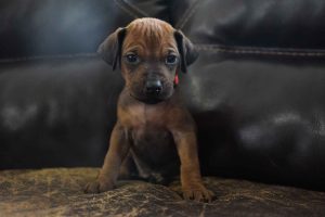 ridgeback puppies for sale austin texas 2025 litter orange ridgeback puppies for sale austin texas 2025 litter orange