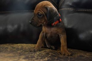ridgeback puppies for sale austin texas 2025 litter orange ridgeback puppies for sale austin texas 2025 litter orange