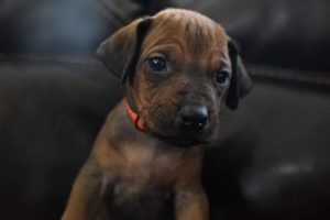 ridgeback puppies for sale austin texas 2025 litter orange ridgeback puppies for sale austin texas 2025 litter orange