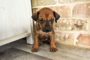 ridgeback puppies for sale austin texas 2025 litter orange ridgeback puppies for sale austin texas 2025 litter orange