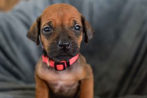ridgeback puppies for sale austin texas 2025 litter pink ridgeback puppies for sale austin texas 2025 litter pink