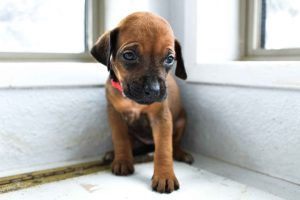 ridgeback puppies for sale austin texas 2025 litter pink ridgeback puppies for sale austin texas 2025 litter pink