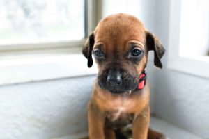 ridgeback puppies for sale austin texas 2025 litter pink ridgeback puppies for sale austin texas 2025 litter pink