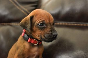 ridgeback puppies for sale austin texas 2025 litter pink ridgeback puppies for sale austin texas 2025 litter pink