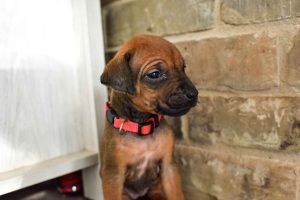 ridgeback puppies for sale austin texas 2025 litter pink ridgeback puppies for sale austin texas 2025 litter pink