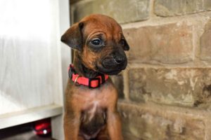 ridgeback puppies for sale austin texas 2025 litter pink ridgeback puppies for sale austin texas 2025 litter pink