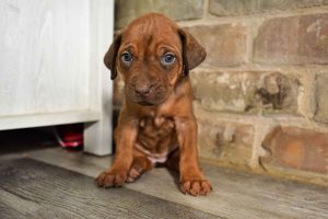 ridgeback puppies for sale austin texas 2025 litter red ridgeback puppies for sale austin texas 2025 litter red