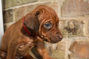 ridgeback puppies for sale austin texas 2025 litter red ridgeback puppies for sale austin texas 2025 litter red