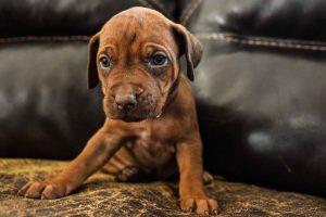ridgeback puppies for sale austin texas 2025 litter red ridgeback puppies for sale austin texas 2025 litter red