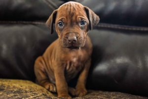 ridgeback puppies for sale austin texas 2025 litter red ridgeback puppies for sale austin texas 2025 litter red