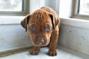 ridgeback puppies for sale austin texas 2025 litter red ridgeback puppies for sale austin texas 2025 litter red