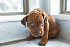 ridgeback puppies for sale austin texas 2025 litter red ridgeback puppies for sale austin texas 2025 litter red