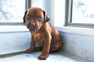 ridgeback puppies for sale austin texas 2025 litter red ridgeback puppies for sale austin texas 2025 litter red