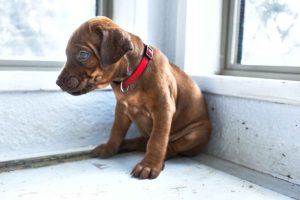 ridgeback puppies for sale austin texas 2025 litter red ridgeback puppies for sale austin texas 2025 litter red
