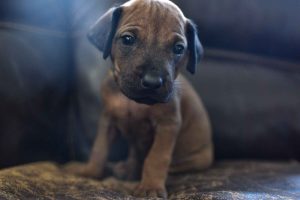 ridgeback puppies for sale austin texas 2025 litter yellow ridgeback puppies for sale austin texas 2025 litter yellow