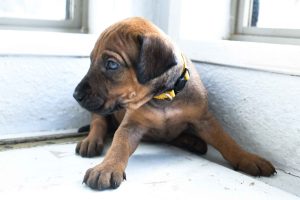 ridgeback puppies for sale austin texas 2025 litter yellow ridgeback puppies for sale austin texas 2025 litter yellow