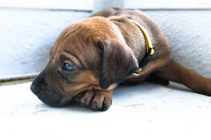 ridgeback puppies for sale austin texas 2025 litter yellow ridgeback puppies for sale austin texas 2025 litter yellow