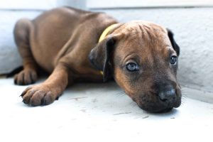 ridgeback puppies for sale austin texas 2025 litter yellow ridgeback puppies for sale austin texas 2025 litter yellow