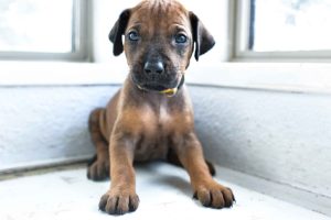 ridgeback puppies for sale austin texas 2025 litter yellow ridgeback puppies for sale austin texas 2025 litter yellow