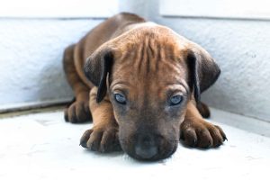 ridgeback puppies for sale austin texas 2025 litter yellow ridgeback puppies for sale austin texas 2025 litter yellow