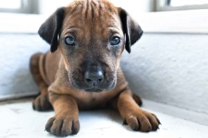 ridgeback puppies for sale austin texas 2025 litter yellow ridgeback puppies for sale austin texas 2025 litter yellow