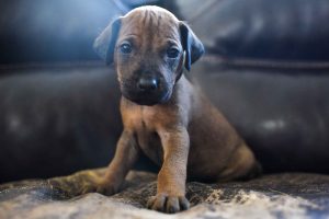 ridgeback puppies for sale austin texas 2025 litter yellow ridgeback puppies for sale austin texas 2025 litter yellow