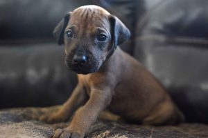 ridgeback puppies for sale austin texas 2025 litter yellow ridgeback puppies for sale austin texas 2025 litter yellow