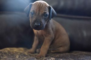 ridgeback puppies for sale austin texas 2025 litter yellow ridgeback puppies for sale austin texas 2025 litter yellow