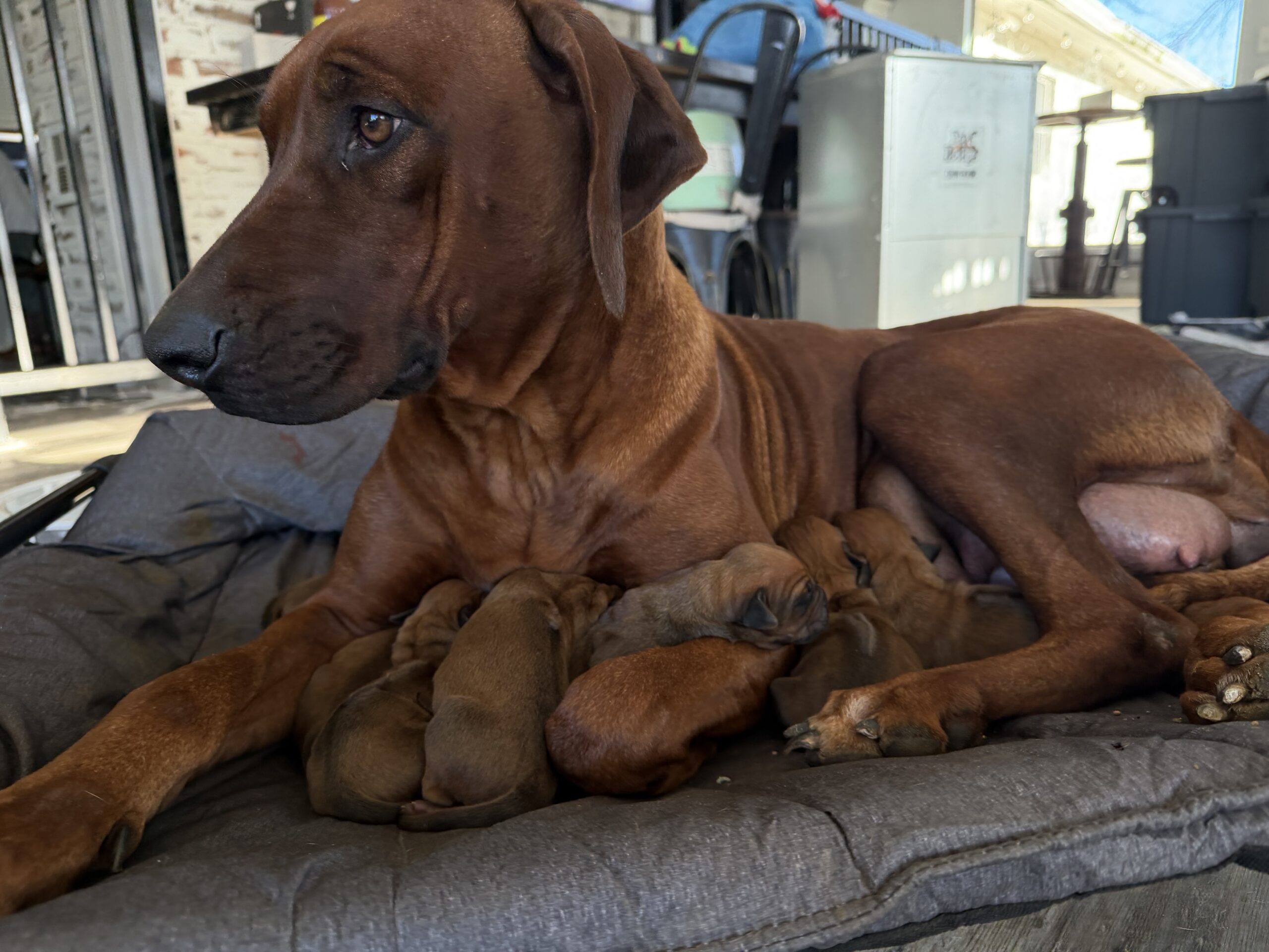 rhodesian ridgeback puppies texas breeder 2026