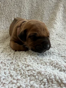 akc registered rhodesian puppies texas breeder