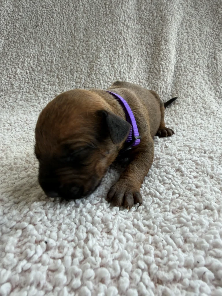 akc registered ridgeback puppies texas available now