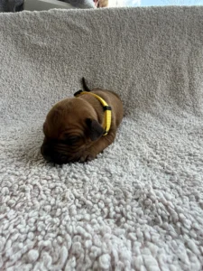 akc registered ridgeback puppies texas available now