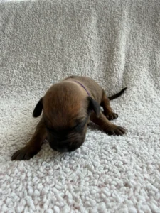 akc ridgeback puppies texas breeder available now