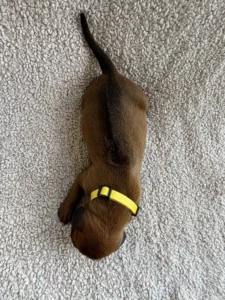 akc ridgeback puppies texas breeder available now