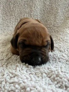 best quality ridgeback puppies texas breeder