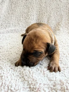 best rhodesian ridgeback breeder texas puppies