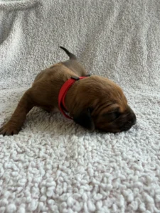 best rhodesian ridgeback puppies for sale texas