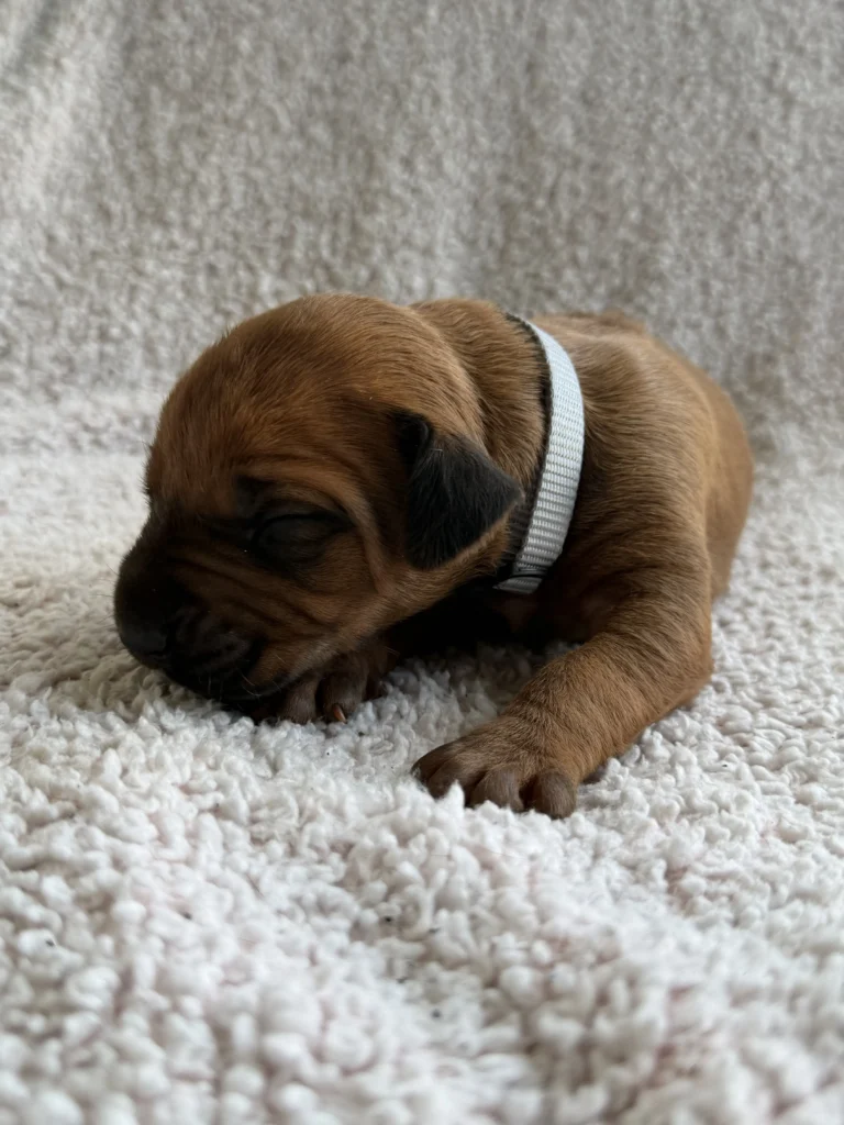 best ridgeback puppies texas breeder available