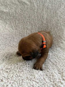 dark rhodesian ridgeback puppy for sale texas