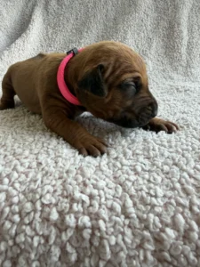 experienced rhodesian ridgeback breeder puppies texas
